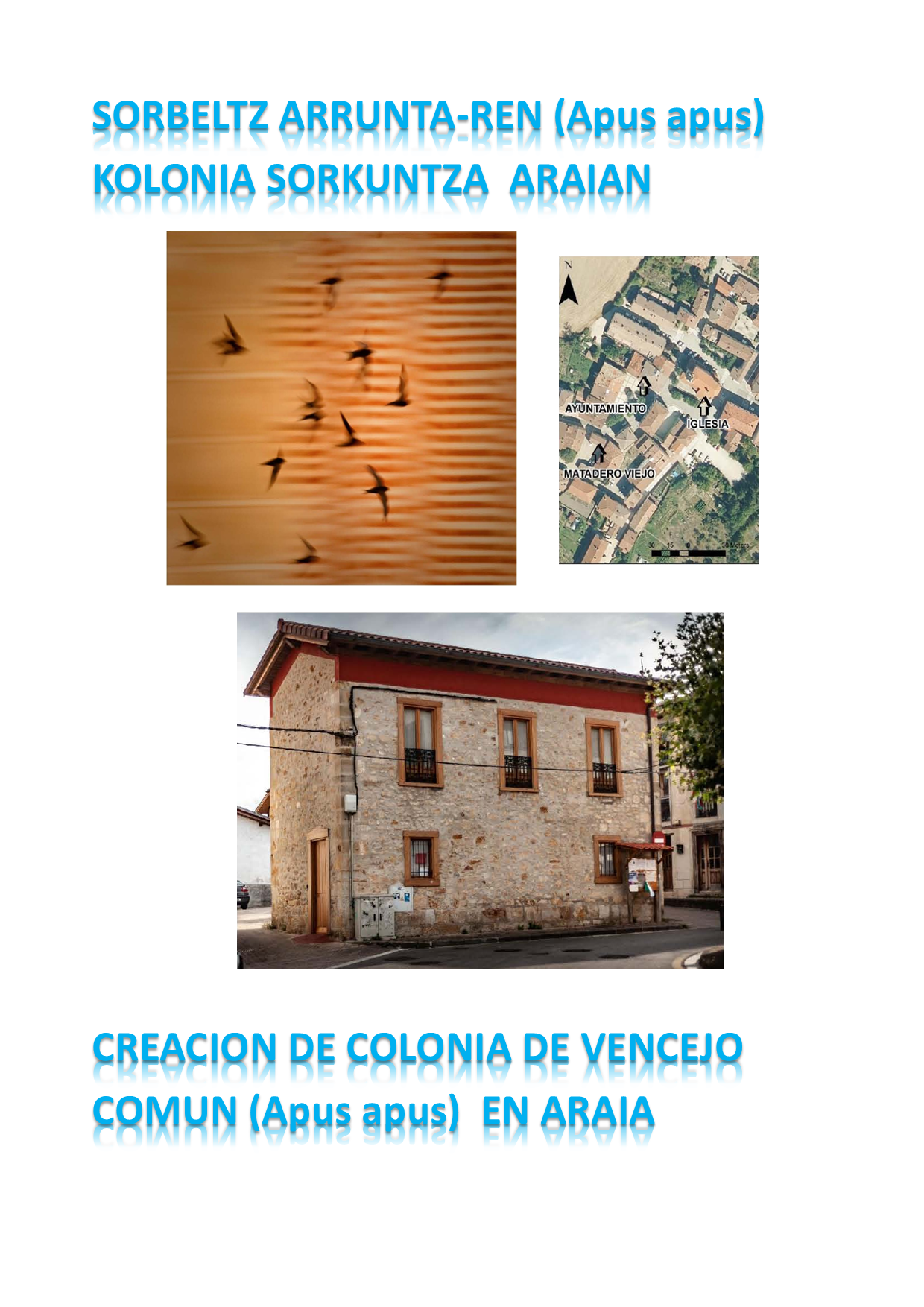 Creacin colonia vencejos Araia 2024