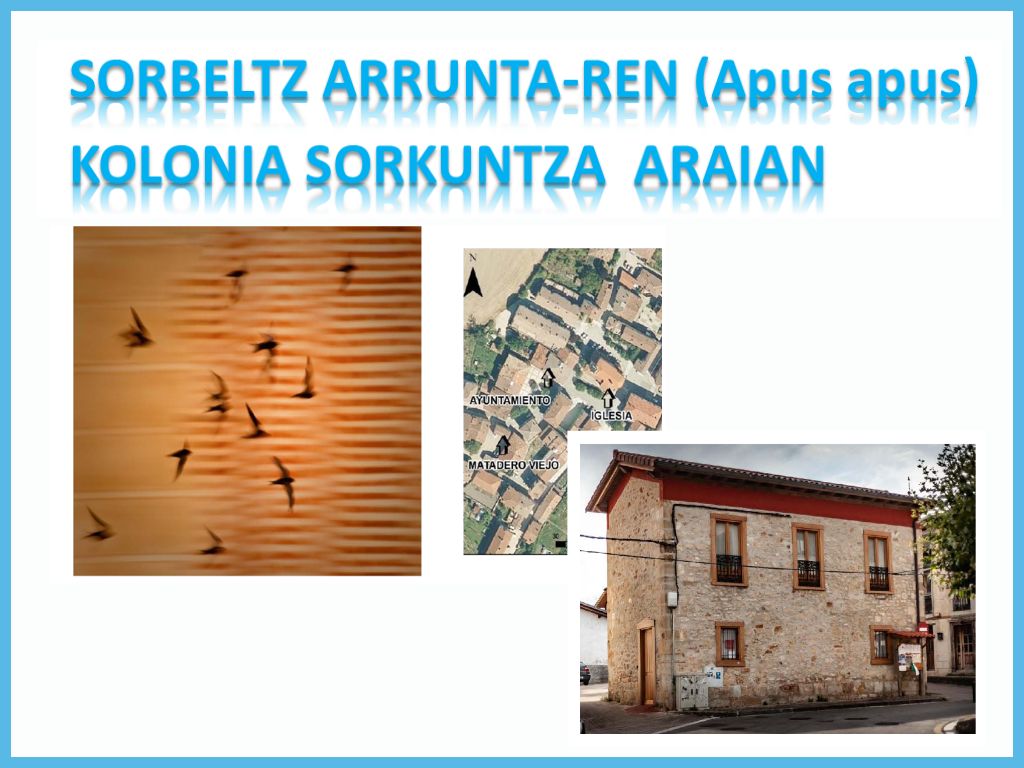 CREACI�N COLONIA DE VENCEJOS ARAIA 2024